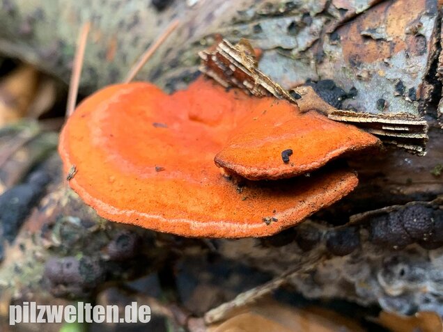 Zinnoberrote Tramete, Pycnoporus cinnabarinus