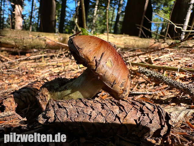 Anisklumpfuß, Cortinarius odorifer