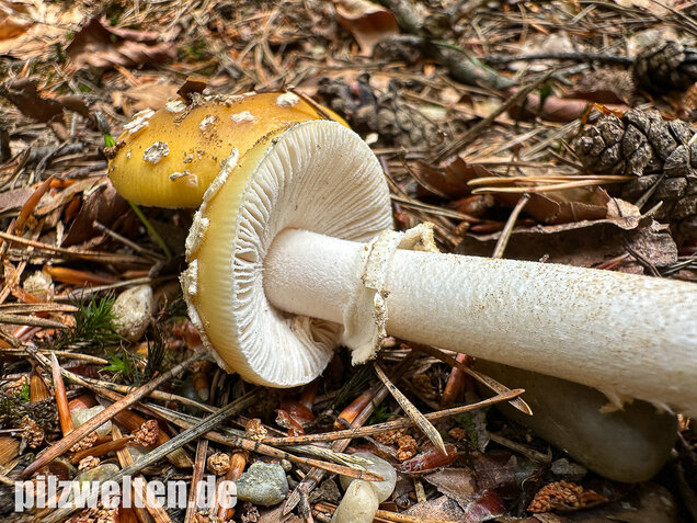 Narzissengelber Knollenblätterpilz, Amanita gemmata