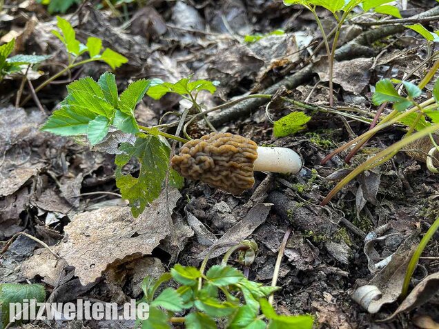 Böhmische Verpel, Verpa bohemica