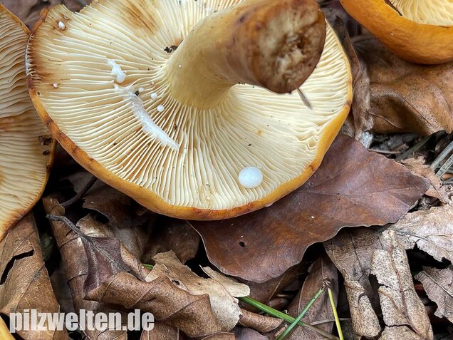 Milchbrätling, Lactifluus volemus