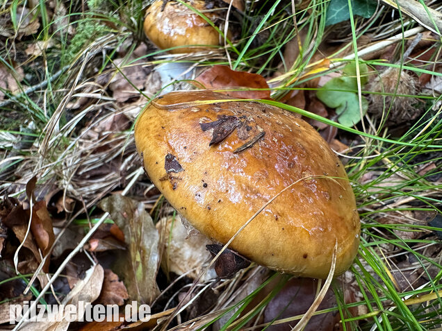 Breitknolliger Klumpfuß, Cortinarius saporatus