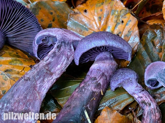 Dunkelvioletter Schleierling, Cortinarius violaceus