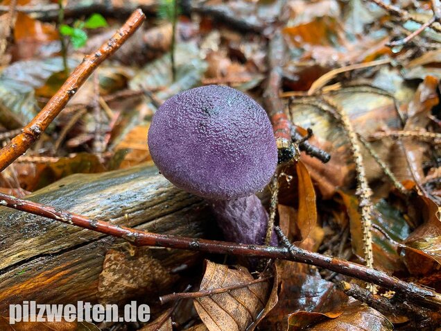 Dunkelvioletter Schleierling, Cortinarius violaceus