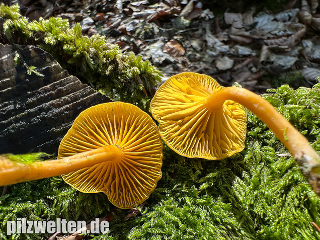 Gelbblättriger Holznabeling, Chrysomphalina chrysophylla