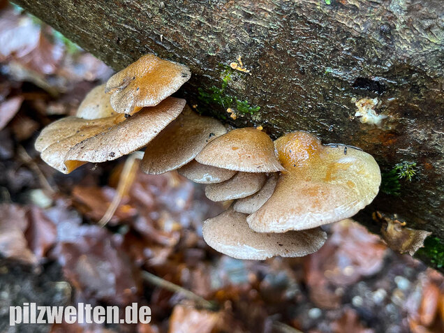 Gelbstieliger Muschelseitling, Sarcomyxa serotina