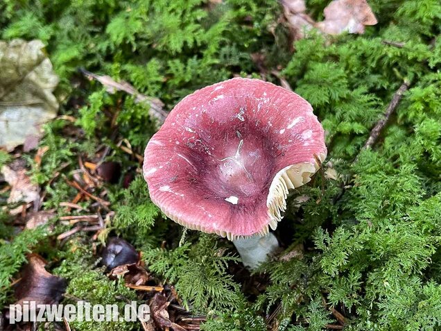 Geriefter Weichtäubling, Russula nauseosa