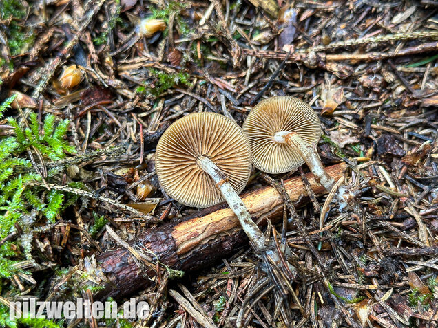 Gifthäubling, Nadelholzgifthäubling, Galerina marginata