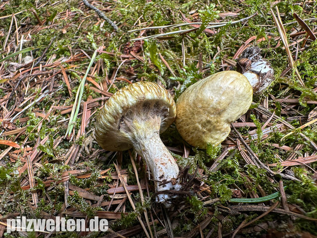 Gelbfleischiger Lärchenröhrling, Bresadolas Lärchenröhrling, Suillus bresadolae