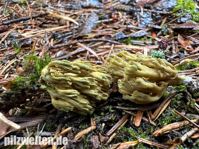 Grünfleckige Fichtenkoralle, Phaeoclavulina abietina