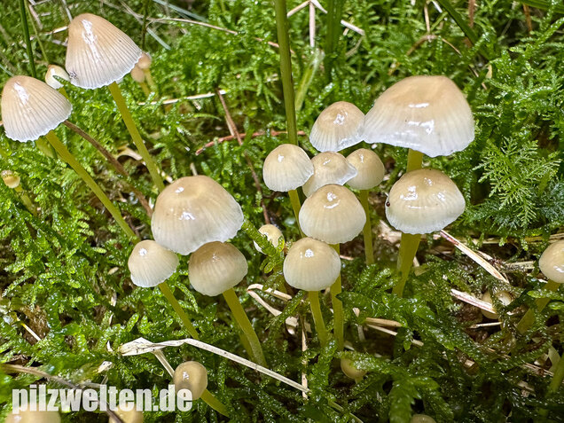 Gummihelmling, Dehnbarer Helmling, Mycena epipterygia
