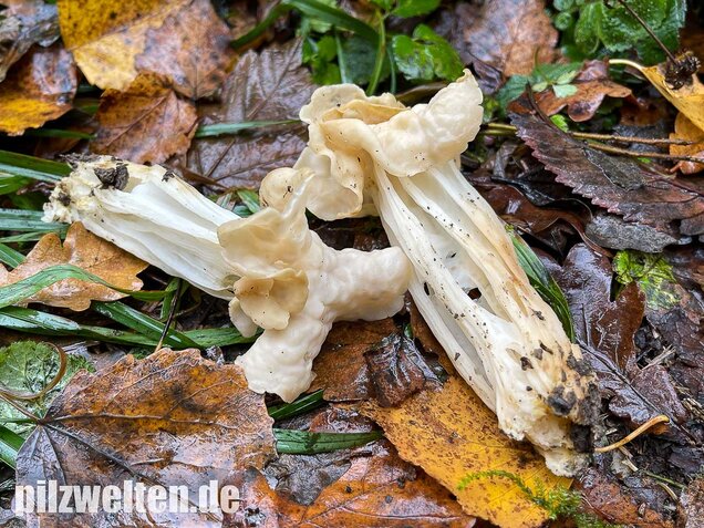 Herbstlorchel, Helvella crispa