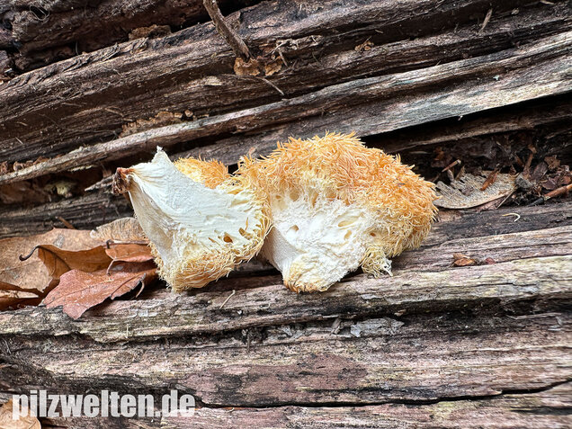 Igelstachelbart, Lion's mane Mushroom, Hericium erinaceus