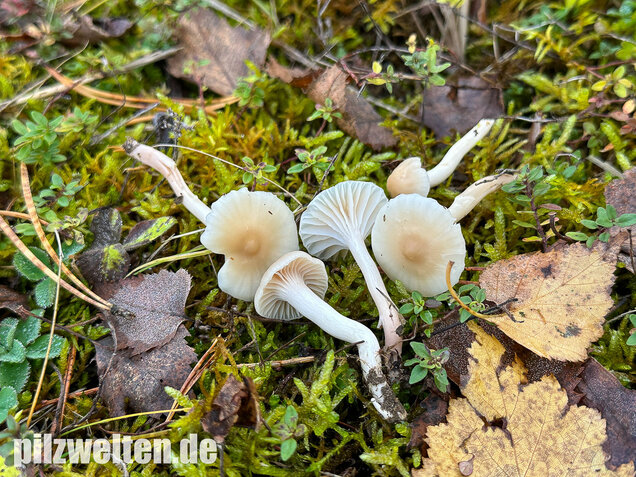Jungfernellerling, Glasigweißer Ellerling, Cuphophyllus virgineus