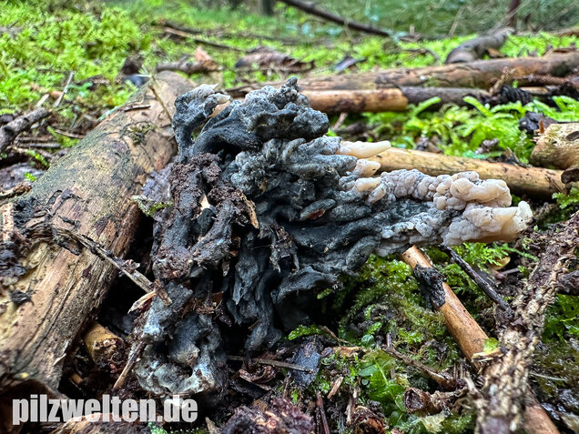 Korallenbefall, Korallenschimmel, Helminthosphaeria clavariarum