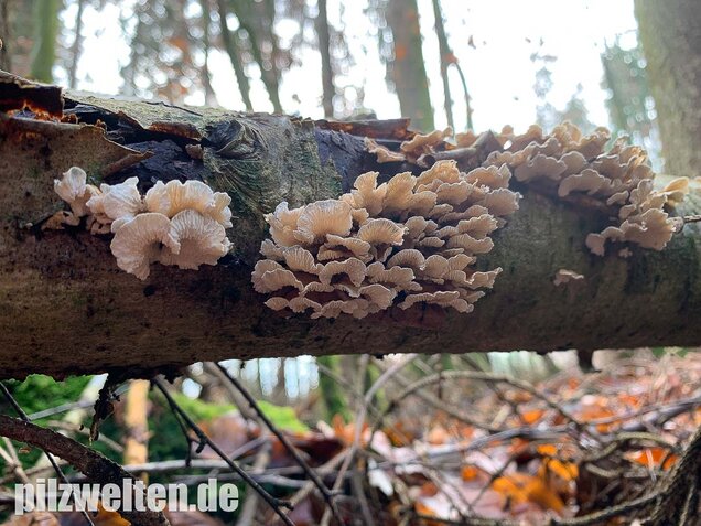 Krauser Adernzähling, Plicatura crispa