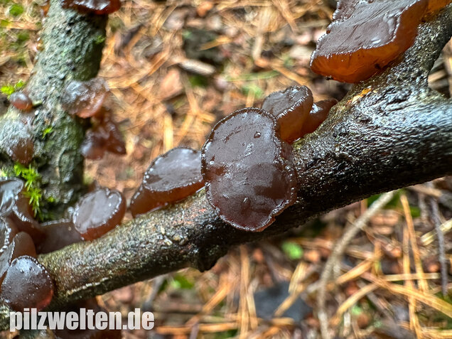 Kreisel-Drüsling, Exidia recisa