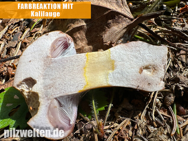 Verfärbender Schleimkopf, Cortinarius largus