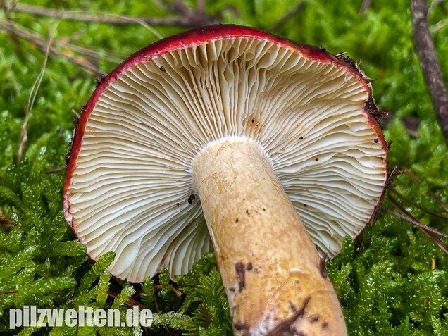 Lederstieltäubling, Russula viscida