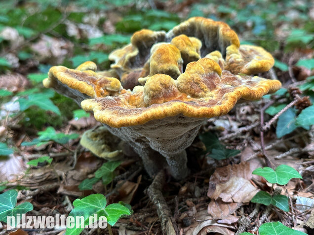 Nadelholzbraunporling, Phaeolus schweinitzii