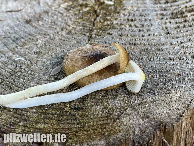 Natternstieliger Schneckling, Hygrophorus olivaceoalbus