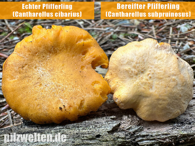 Bereifter Pfifferling, Blasser Nadelwaldpfifferling, Cantharellus subpruinosus