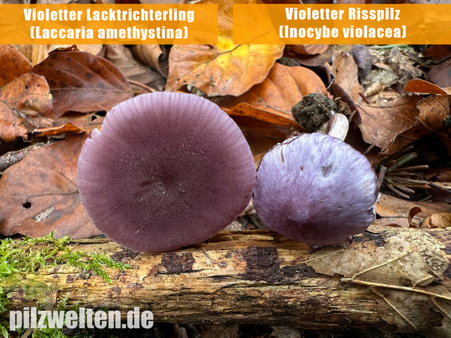 Violetter Risspilz, Lilaseidiger Risspilz, Inocybe violacea