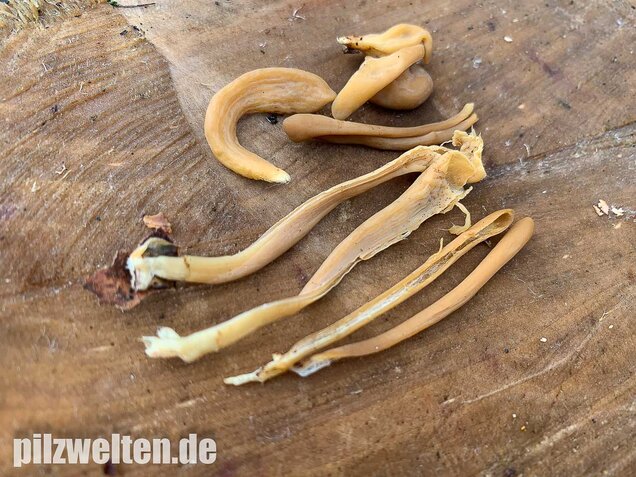 Röhrige Keule, Macrotyphula fistulosa