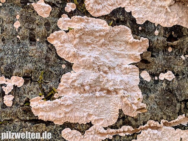 Rosafarbener Rindenpilz, Laeticorticium roseum