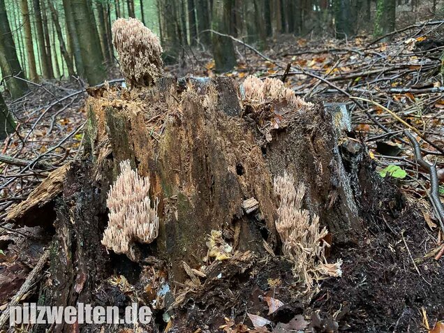 Rotbraune Koralle, Ramaria rubella