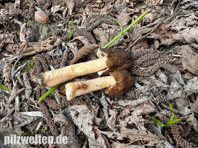 Runzelige Fingerhutverpel, Verpa digitaliformis