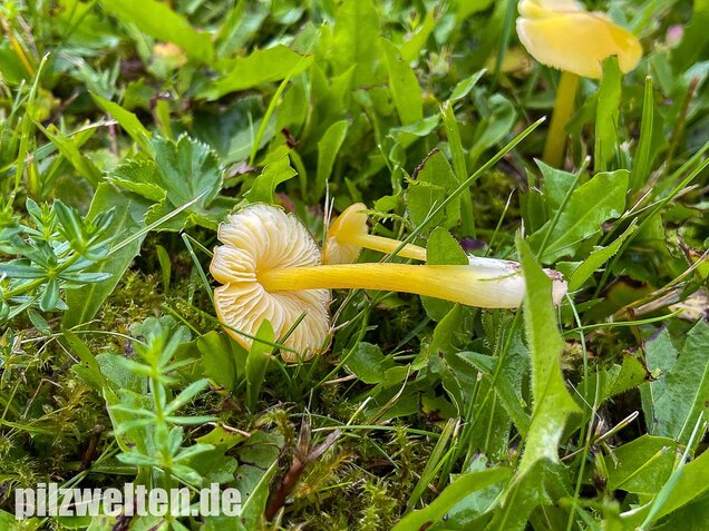 Safrangelber Saftling, Hygrocybe acutoconica