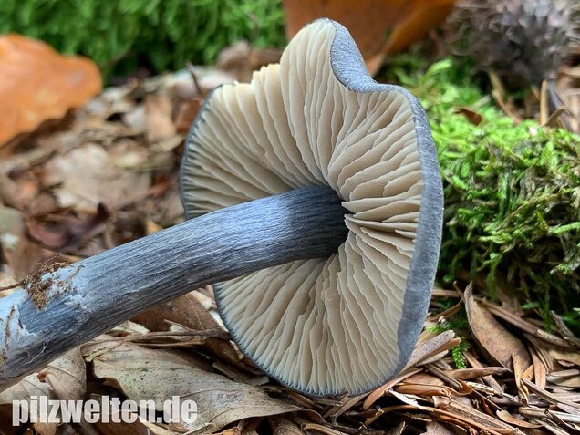 Stahlblauer Rötling, Entoloma nitidum