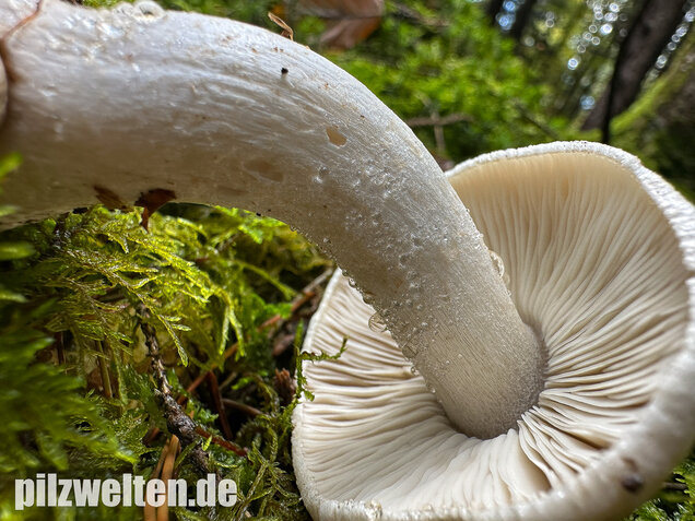 Tigerritterling, Tricholoma pardinum