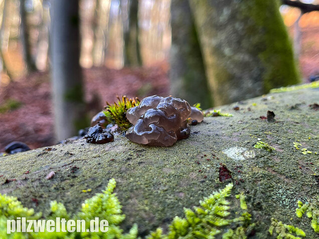 Warziger Drüsling, Exidia nigricans