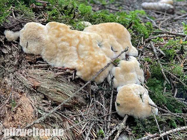 Weißer Polsterpilz, Postia ptychogaster