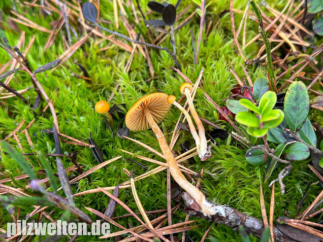 Gesäumter Häubling, Moorhäubling, Galerina paludosa