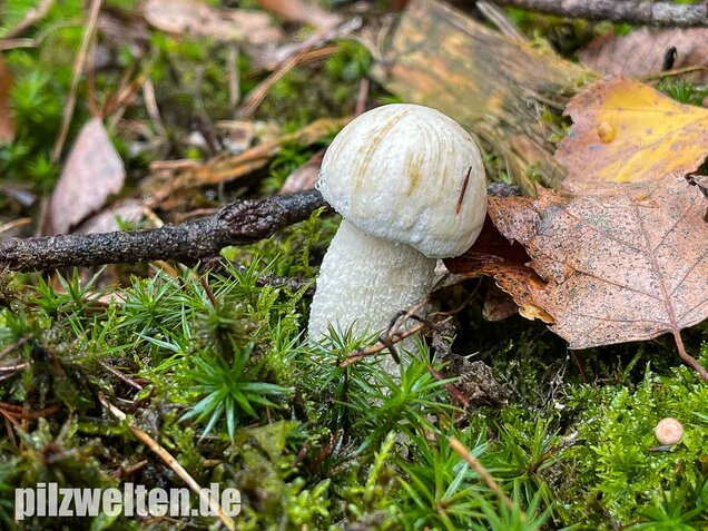Wollstieliger Raufußröhrling (weiße Form), Leccinum cyaneobasileucum