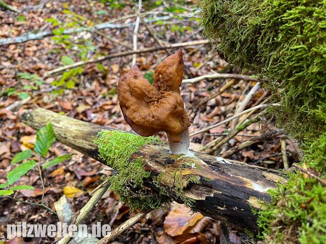 Bischofsmütze, Gyromitra infula
