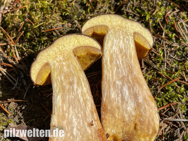 Brauner Filzröhrling, Braune Ziegenlippe, Xerocomus ferrugineus