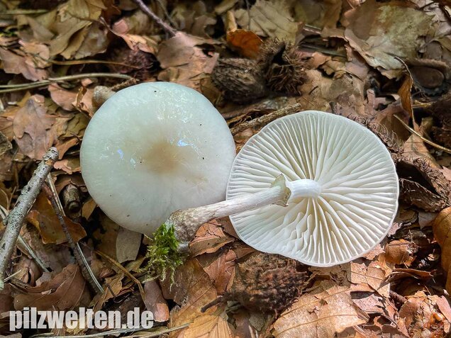 Buchenschleimrübling, Mucidula mucida