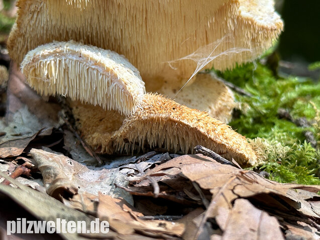 Dorniger Stachelbart, Hericium cirrhatum