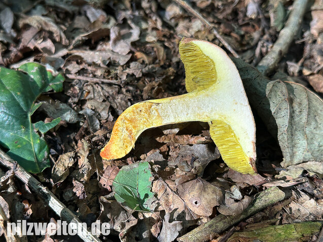Eichenfilzröhrling, Hortiboletus engelii