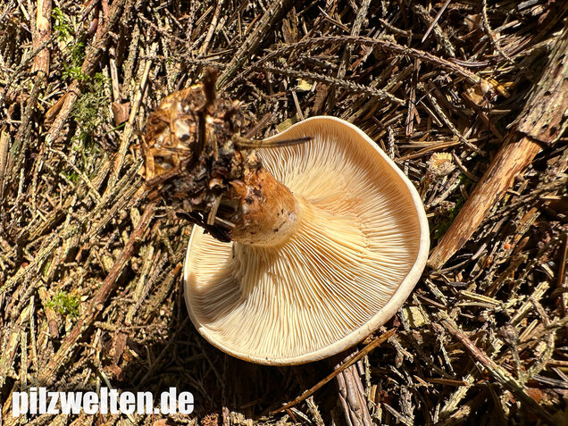 Wasserfleckiger Trichterling, Paralepista gilva