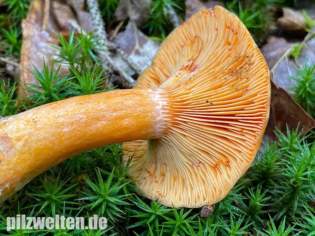 Fichtenreizker, Lactarius deterrimus
