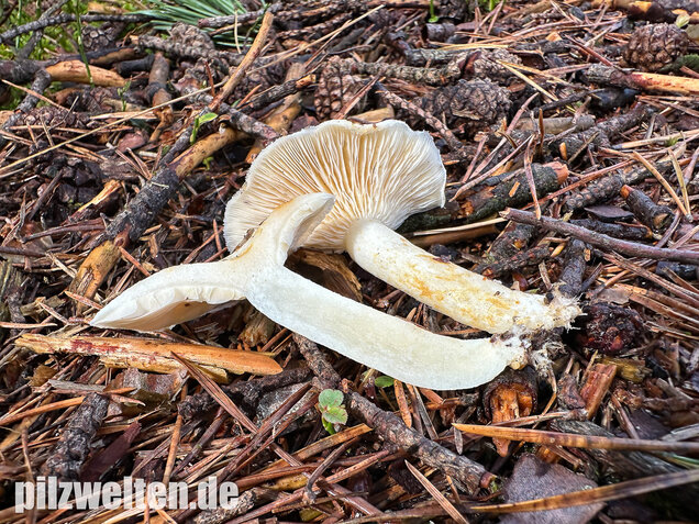 Flaumiger Moormilchling, Lactarius scoticus