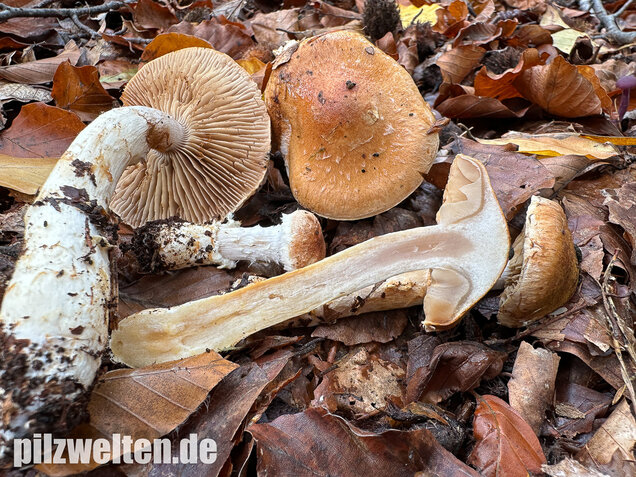 Fuchsigbrauner Schleimkopf, Phlegmacium vulpinum