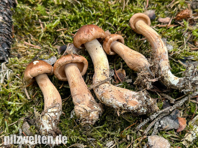 Gelbfleischiger Ritterling, Tricholoma pseudonictitans