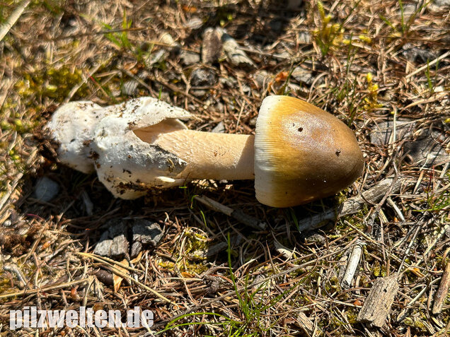 Grauhäutiger Scheidenstreifling, Amanita submembranacea