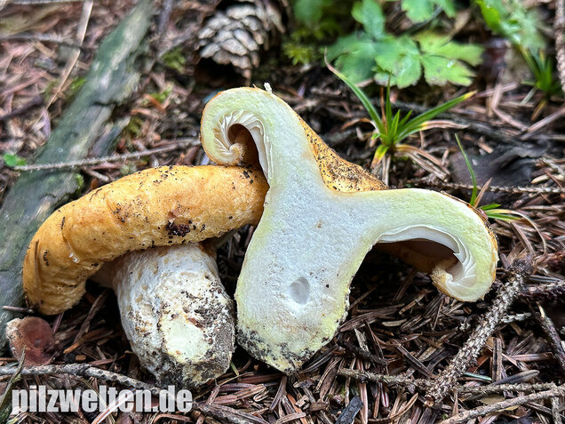 Grubiger Weißtannenmilchling, Lactarius intermedius